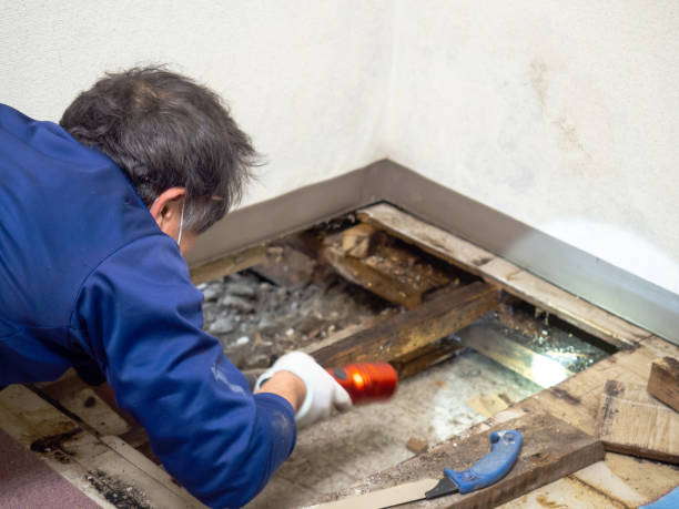 Best Professional Mold Removal  in Fairview, MT