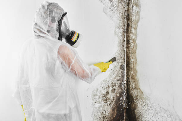 Best Residential Mold Removal  in Fairview, MT