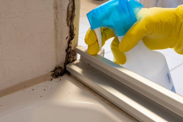 Best Black Mold Removal  in Fairview, MT