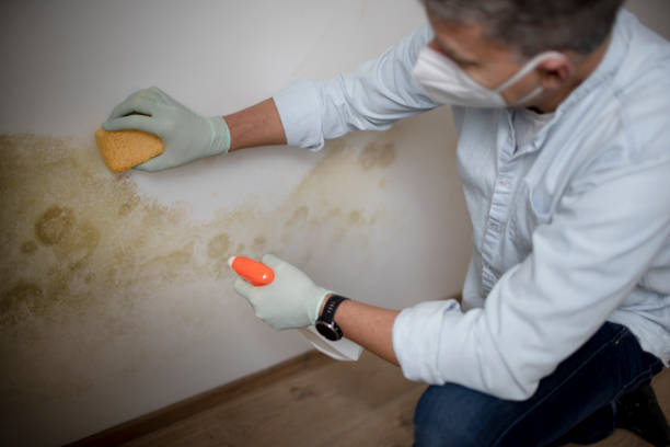 Best Toxic Mold Removal  in Fairview, MT