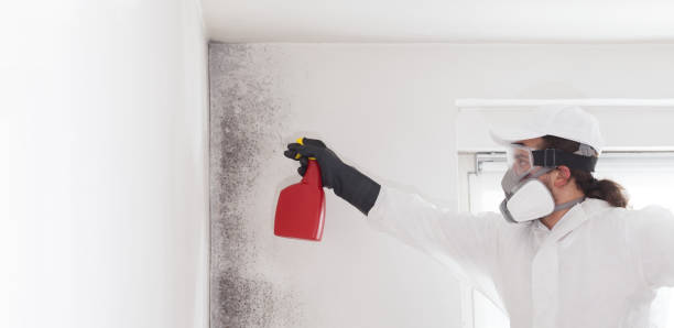 Best Home Mold Removal  in Fairview, MT