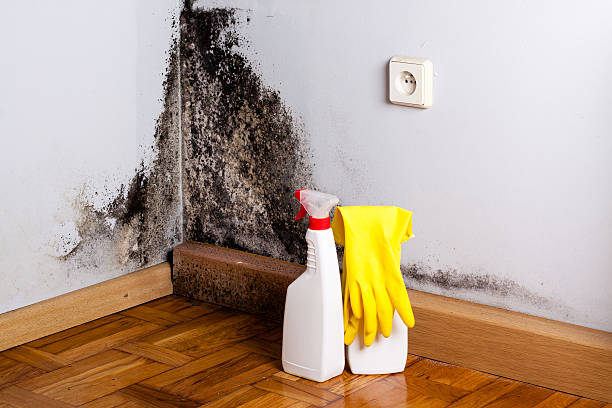 Best Mold Testing  in Fairview, MT