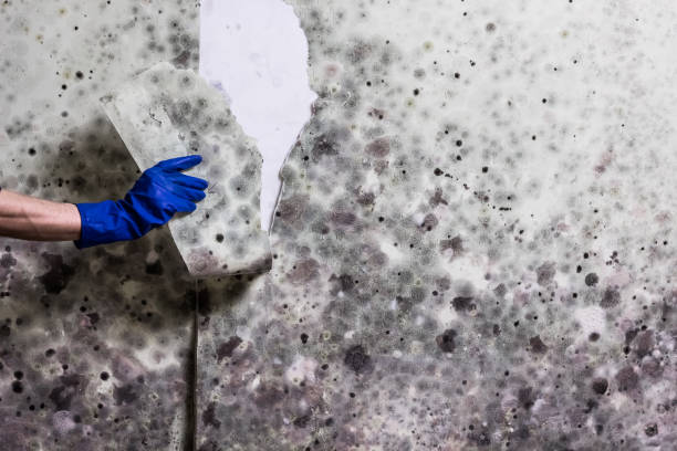Professional Mold Removal in Fairview, MT